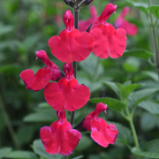 Salvia Jemima's Gem